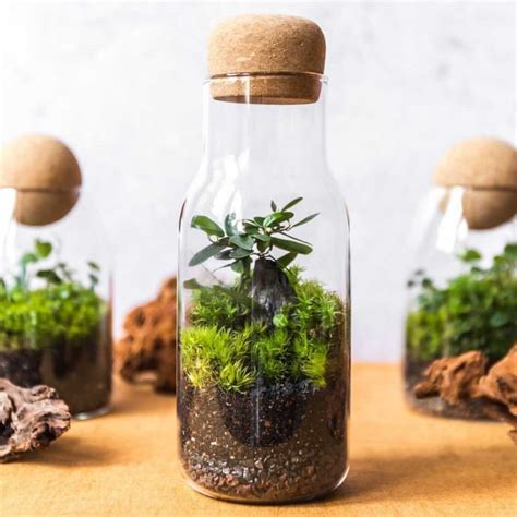 Unlocking the Mysteries of Witch Doctor Herbs: Building an Herbal Terrarium